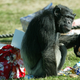 Image for article titled Chimpanzees Can Develop Their Own Fashion Trends
